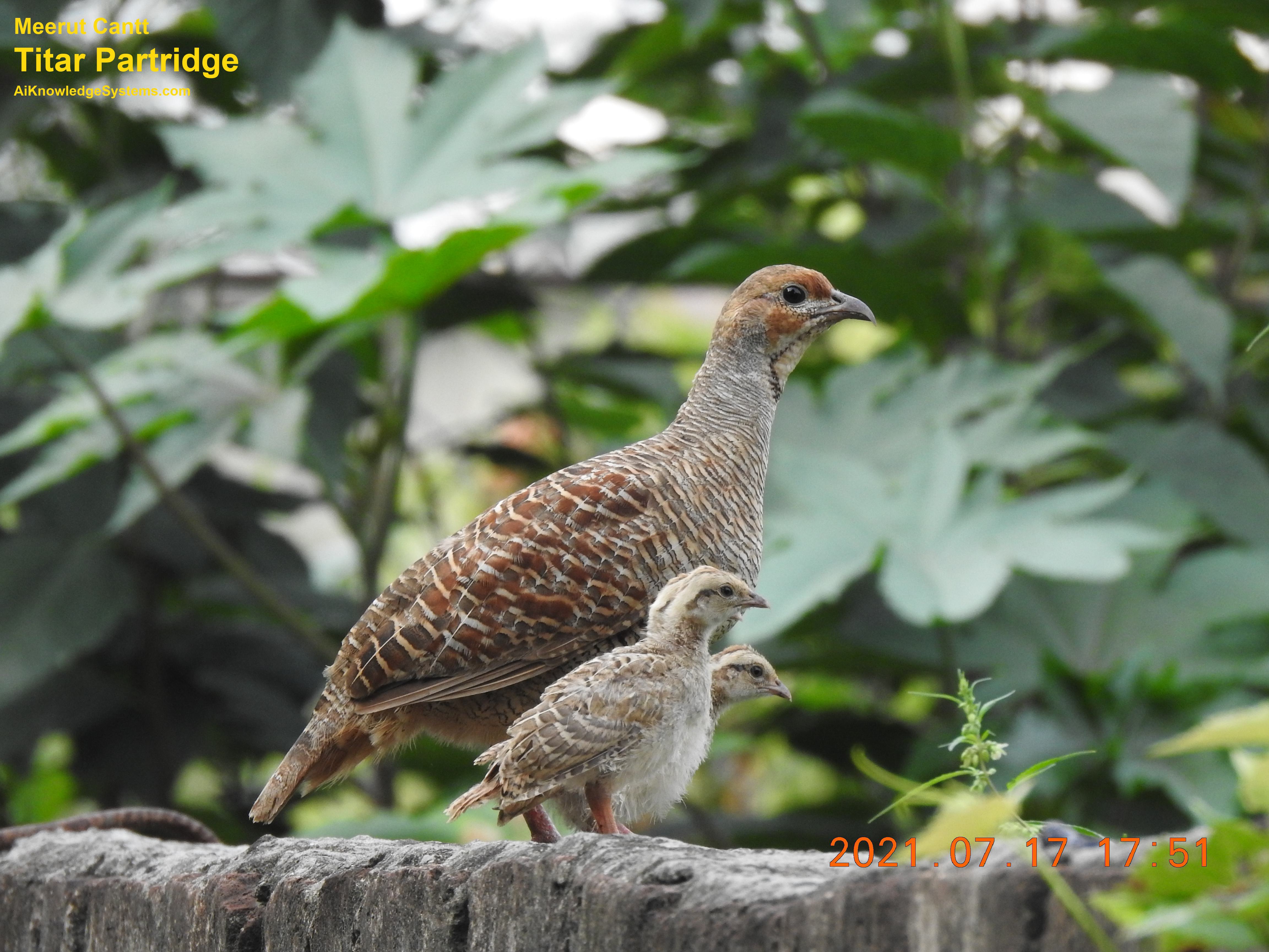 Titar Partridge (61) Coming Soon